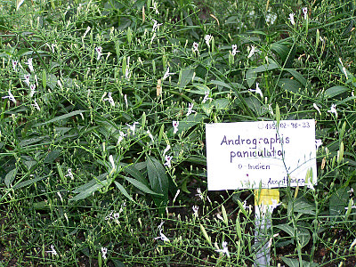 ANDROGRAPHIS PANICULATA